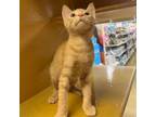 Adopt Sandy a Domestic Short Hair