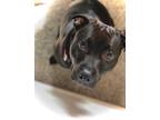 Adopt Espresso a Black - with White Pit Bull Terrier / Mixed dog in Overland