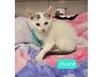 Picard, Domestic Shorthair For Adoption In Richmond, Indiana