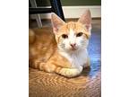 Hulk, Domestic Shorthair For Adoption In Greensboro, North Carolina