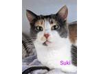 Adopt Suki a Calico or Dilute Calico Domestic Shorthair (short coat) cat in