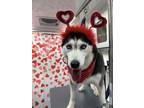 Adopt Katy a Black - with White Siberian Husky / Mixed dog in New York