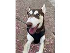 Adopt Annie a Siberian Husky