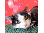 Adopt Rocky Road a Black & White or Tuxedo Domestic Shorthair (short coat) cat