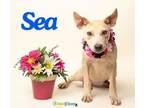 Adopt Sea a Labrador Retriever, Mixed Breed