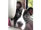 Adopt Pippy a Pit Bull Terrier