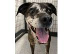 Adopt Snickers a Catahoula Leopard Dog, Mixed Breed