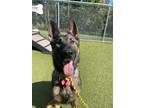 Adopt Kym a German Shepherd Dog, Mixed Breed