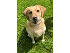 Adopt Luna a Labrador Retriever, Golden Retriever