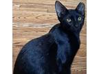 Adopt T-Rav a Domestic Short Hair