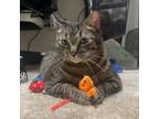 Adopt Citrus--In Foster a Domestic Short Hair