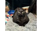 Adopt Blackberry--In Foster a Domestic Short Hair