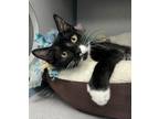 Adopt Betty White a Domestic Short Hair