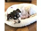 Adopt Bella a Rat Terrier