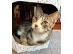 Adopt Holly a Domestic Short Hair