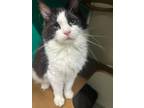 Adopt Cleopatra Sweeney 6 a Domestic Long Hair, Domestic Short Hair