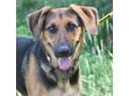 Adopt Aurora a German Shepherd Dog, Coonhound