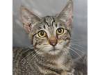 Adopt PeekaBoo a Domestic Short Hair