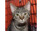 Adopt Jenga a Domestic Short Hair