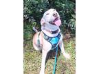 Adopt Darlin a Labrador Retriever, American Staffordshire Terrier