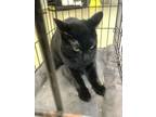 Adopt Jolyne a Bombay, Domestic Short Hair