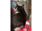 Adopt Jiro a Domestic Short Hair