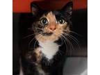 Adopt Cranberry a Domestic Short Hair