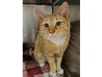 Adopt Lola a Domestic Short Hair