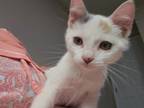 Adopt Mimi a Domestic Short Hair