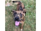 Adopt Trixi a Mixed Breed