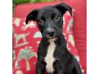 Adopt Field Pup - Javelin a Labrador Retriever, Shepherd