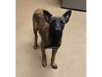 Adopt Tree Litter Birch a Belgian Shepherd / Malinois