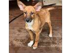 Adopt Rhea a Mixed Breed