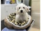 Adopt Dixie a Bichon Frise