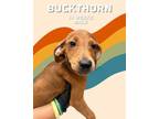 Adopt Buckthorn (Carolina Litter) a Hound, Golden Retriever