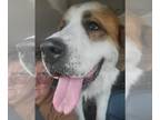 Saint Bernard DOG FOR ADOPTION RGADN-1156545 - Preacher - Saint Bernard (medium