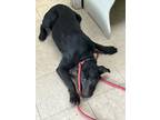 Adopt Mary - Adoptable a Labrador Retriever, Mixed Breed