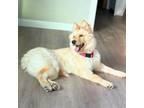 Adopt EVA PERON a Akita, Husky