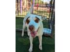 Adopt Coconut* a Shar-Pei, Pit Bull Terrier