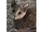 Adopt Maple * a Domestic Short Hair