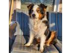 Adopt Sunny a Australian Shepherd