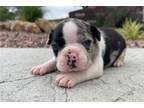 Boston Terrier Puppy for sale in Evansville, IN, USA