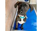 Adopt Elliott a Pit Bull Terrier