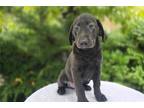 Labrador Retriever Puppy for sale in Fort Wayne, IN, USA