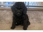 Mutt Puppy for sale in Kansas City, MO, USA