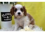 Cavalier King Charles Spaniel Puppy for sale in South Bend, IN, USA