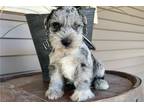 Mutt Puppy for sale in Evansville, IN, USA