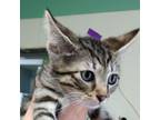 Adopt Sulley a Domestic Short Hair