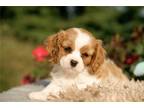 Cavalier King Charles Spaniel Puppy for sale in South Bend, IN, USA