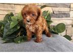 Cavapoo Puppy for sale in Bloomington, IN, USA